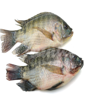 Image of farm fresh Tilapia Fish on Now Now Express for sending fish to Nigeria