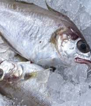 Image of Delicious Frozen Panla on Now Now Express for sending fish to Nigeria